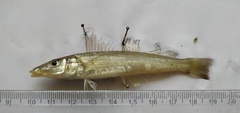 Sillago sihama