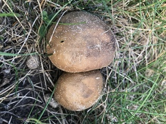 Lycoperdon lividum