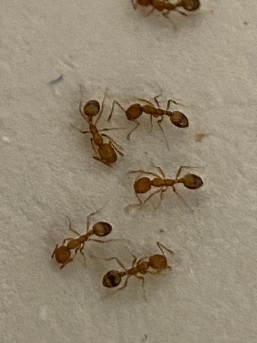 Pharaoh Ant photo 5