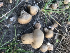 Lycoperdon lividum