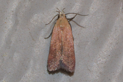 Anacampsis fullonella