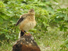 Mirafra erythroptera