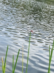 Crocothemis servilia