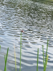 Crocothemis servilia