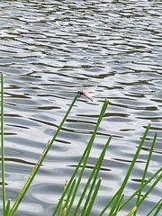 Crocothemis servilia