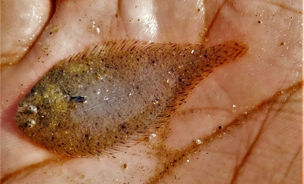 Elongate Sole