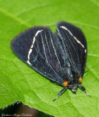 Alypiodes walkeri