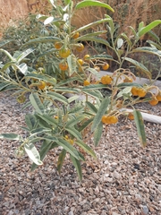 Solanum elaeagnifolium