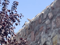 Toxostoma curvirostre