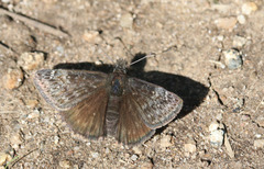 Erynnis persius