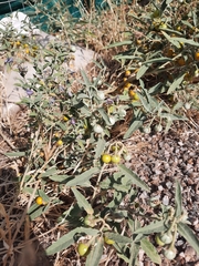 Solanum elaeagnifolium