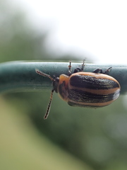Calligrapha californica coreopsivora