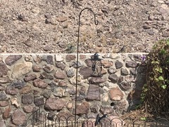 Toxostoma curvirostre