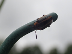 Calligrapha californica coreopsivora