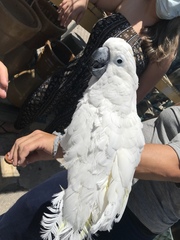 Cacatua alba