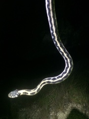 Thamnophis cyrtopsis ocellatus