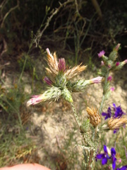 Carduus pycnocephalus albidus