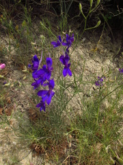 Delphinium consolida paniculatum