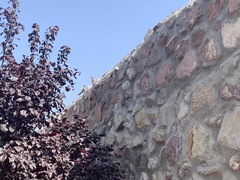 Toxostoma curvirostre