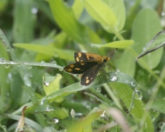 Taractrocera ceramas