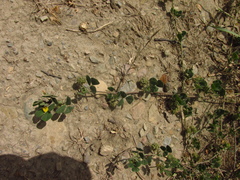 Medicago rigidula