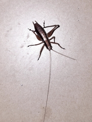 Yersinella raymondii