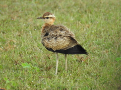 Cursorius coromandelicus