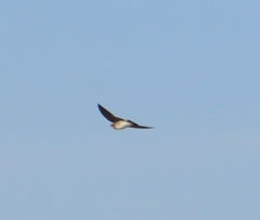 Alopochelidon fucata