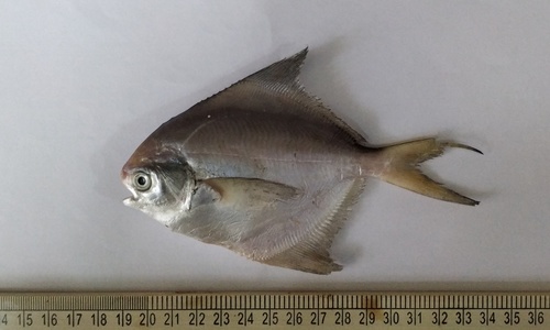 Korean pomfret (Pampus echinogaster) — Stromateidae — 2