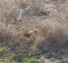 Alopochelidon fucata