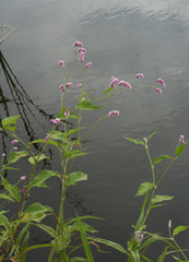 Persicaria pilosa