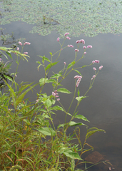Persicaria pilosa