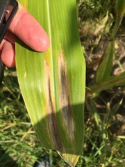 Exserohilum turcicum