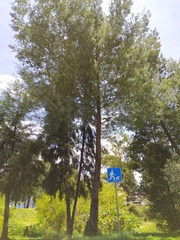 Acacia dealbata dealbata