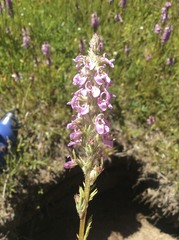 Pedicularis attollens