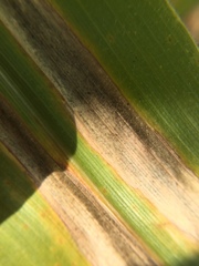 Exserohilum turcicum