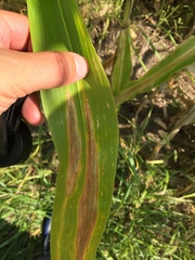 Exserohilum turcicum