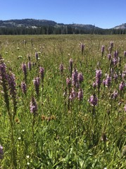 Pedicularis attollens