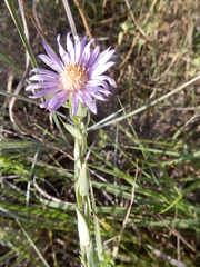Symphyotrichum sericeum