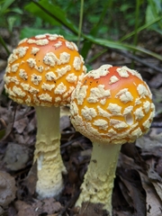 Amanita muscaria guessowii