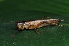 Agraeciina