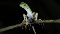 Enyalius