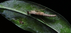 Bantia