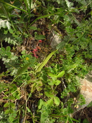 Vicia narbonensis