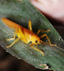 Gryllacrididae