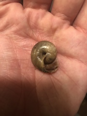 Helminthoglypta taylori