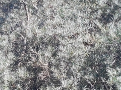 Hippophae rhamnoides