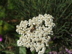 Lepturini