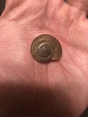 Helminthoglypta taylori