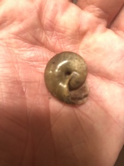 Helminthoglypta taylori